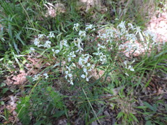 Sericocarpus linifolius