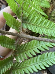 Ctenitis latifrons