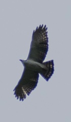 Spizaetus melanoleucus