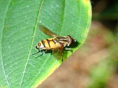 Mesembrius bengalensis