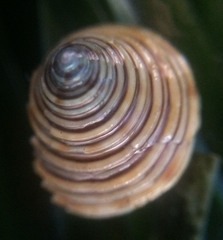 Calliostoma canaliculatum
