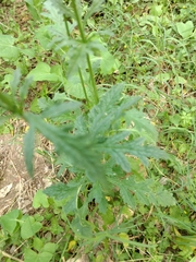 Verbena runyonii