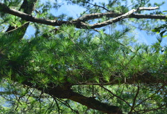 Pinus taiwanensis