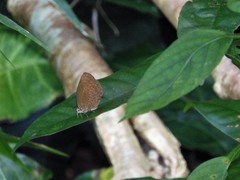 Arhopala major major