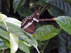 Hypolimnas bolina bolina