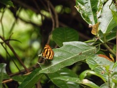 Lasippa tiga siaka