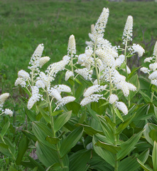 Veratrum stamineum