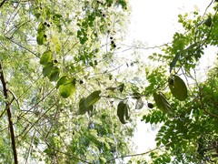 Aristolochia acuminata