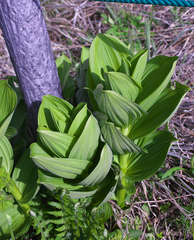 Veratrum stamineum