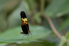 Heliconius numata
