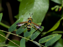 Ceriana weemsi