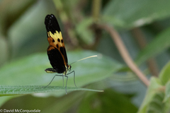 Heliconius numata