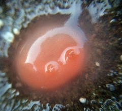 Cnemidocarpa finmarkiensis