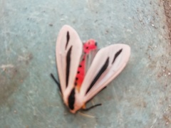 Creatonotos gangis-interrupta agg