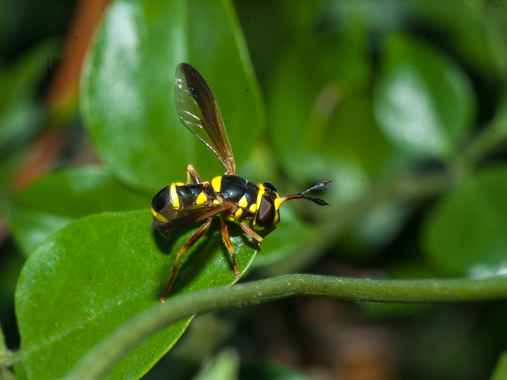 Ceriana weemsi