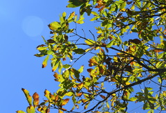 Quercus serrata brevipetiolata