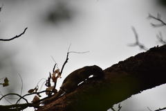 Heliosciurus gambianus