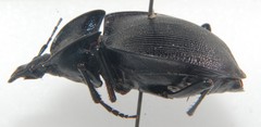 Scaphinotus elevatus