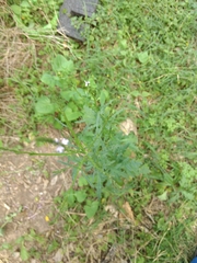 Verbena runyonii