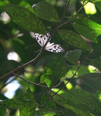 Cyclosia pieridoides