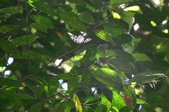Cyclosia pieridoides