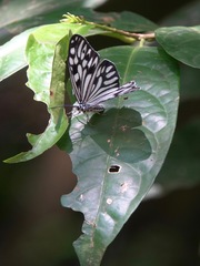 Cyclosia pieridoides
