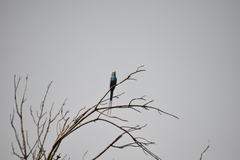 Coracias abyssinicus