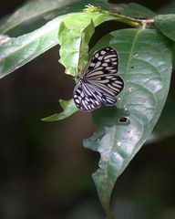 Cyclosia pieridoides