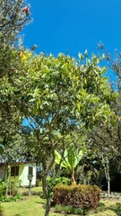 Vochysiaceae