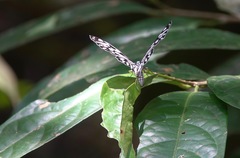Cyclosia pieridoides