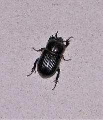 Archophileurus
