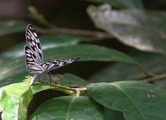 Cyclosia pieridoides