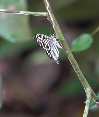 Cyclosia pieridoides
