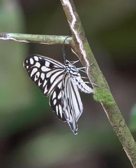 Cyclosia pieridoides