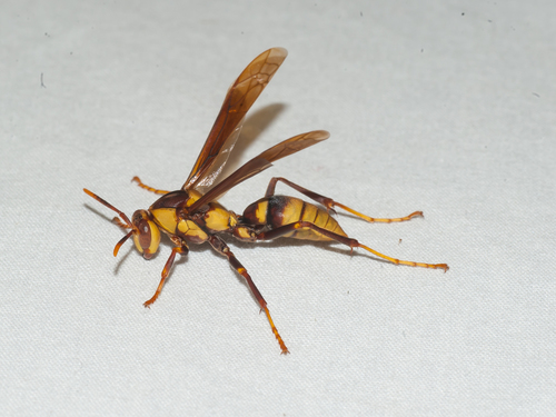 Horse Paper Wasp