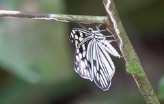Cyclosia pieridoides