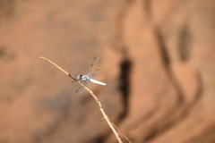 Palpopleura deceptor