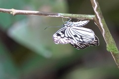 Cyclosia pieridoides