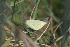 Pieris rapae