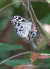 Cyclosia pieridoides