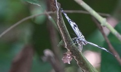 Cyclosia pieridoides