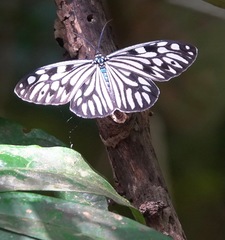Cyclosia pieridoides