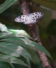 Cyclosia pieridoides