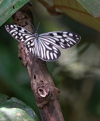Cyclosia pieridoides
