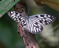 Cyclosia pieridoides
