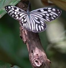 Cyclosia pieridoides