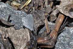 Celastrina argiolus ladonides