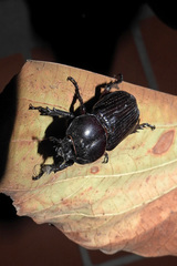 Archophileurus