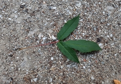 Acer mandshuricum