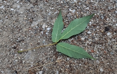 Acer mandshuricum